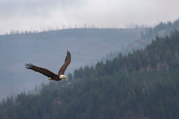 Jones, Adam 아티스트의 Bald eagle-flying-Yellowstone National Park-Wyoming작품입니다.